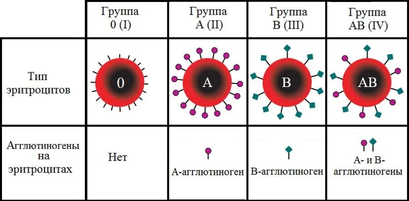 Агглютиногены 1 группы