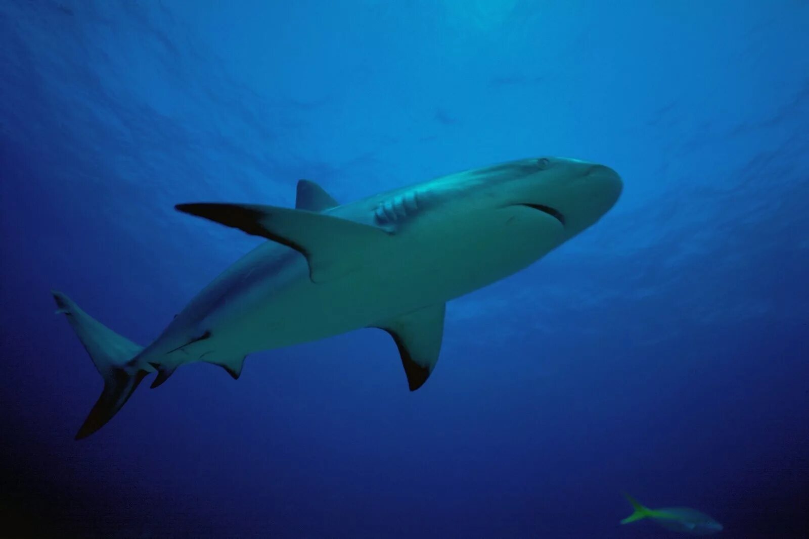 Тайгер шарк. Акула вторую. Акула вторую. Акула мако и белая акула драка. Две акулы.