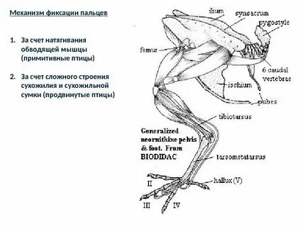 Внешнее строение конечностей