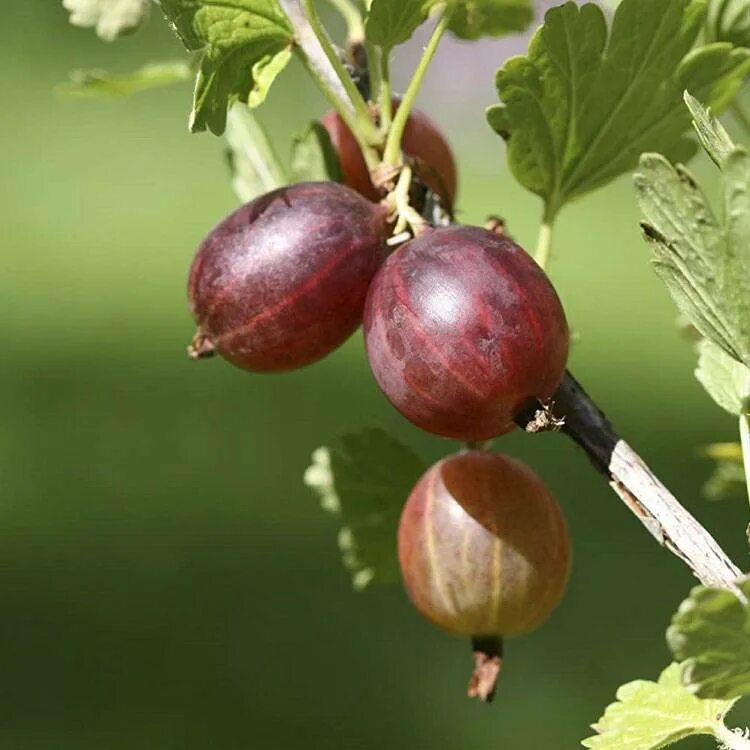 Лучший крыжовник для подмосковья. Крыжовник (ribes grossularia `командор`). крыжовник арлекин. крыжовник майский герцог.