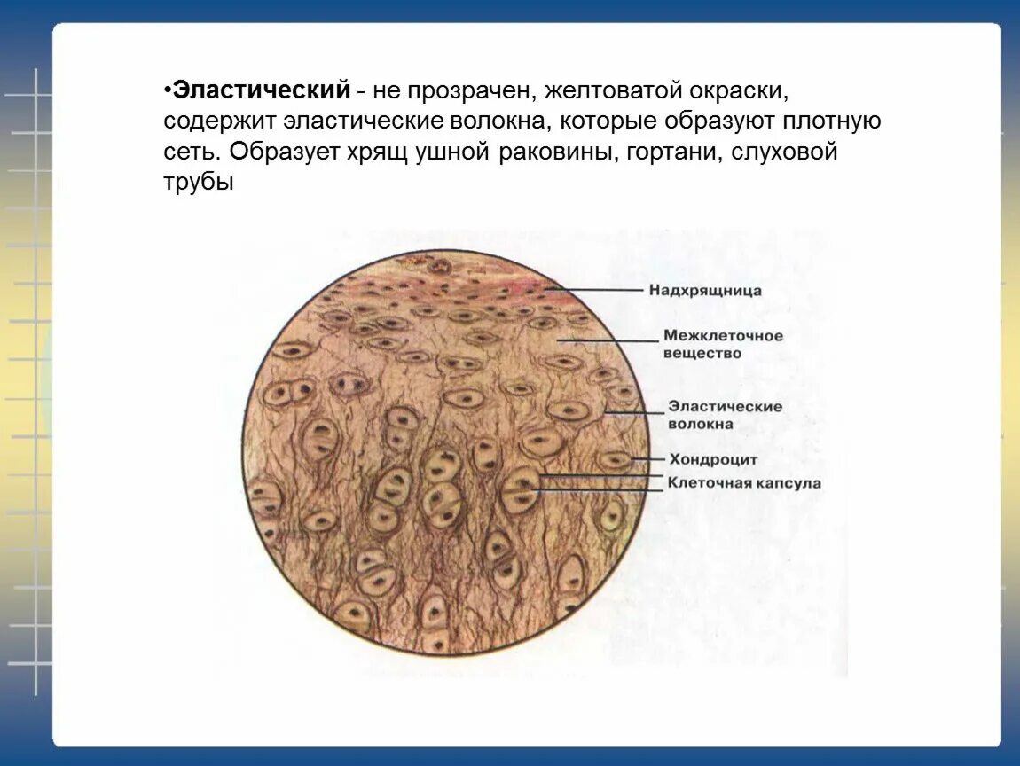 Эластический хрящ гистология препарат. Хрящевая ткань эластический хрящ срез. эластический хрящ ушной раковины препарат.