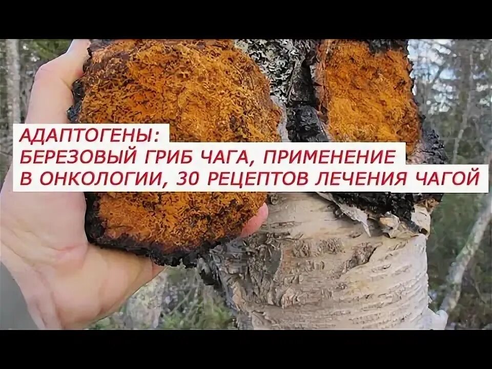 Чага березовая при лечении онкологии. Березовая чага от онкологии. чага при онкологии. ежовик + чага. березовый гриб чага измельченная.