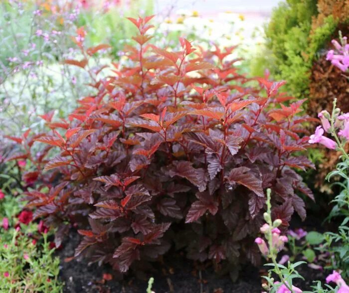 Пузыреплодник калинолистный Physocarpus opulifolius "Diable d'Or" : С10, h=80-11