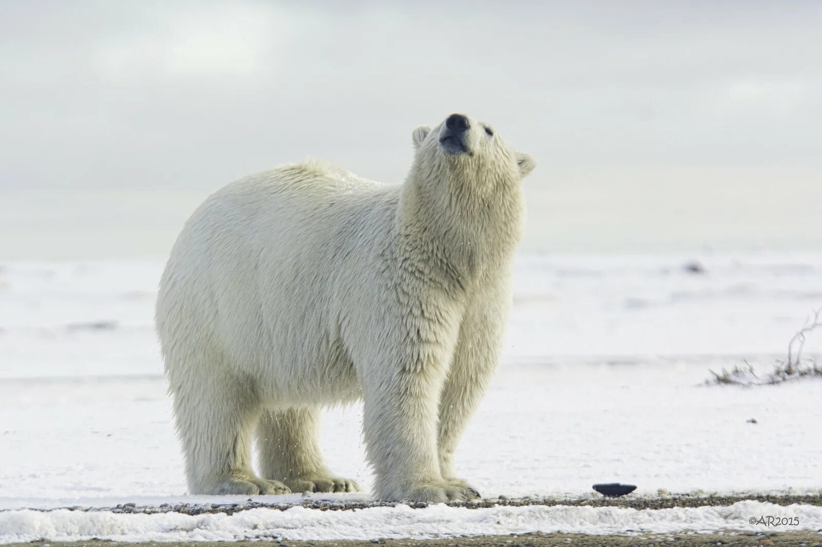 Белые медведи на Аляске 2023. Полярный медведь. Полярный медведь на задних лапах. Белый медведь на задних лапах. Максимальная скорость белого медведя