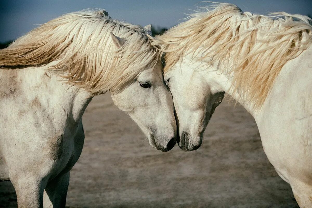 Two horse. Камаргу лошадь. Пара лошадей. Лошади любовь. Белая лошадь.