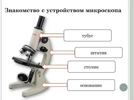 Какую роль играет тубус микроскопа при работе