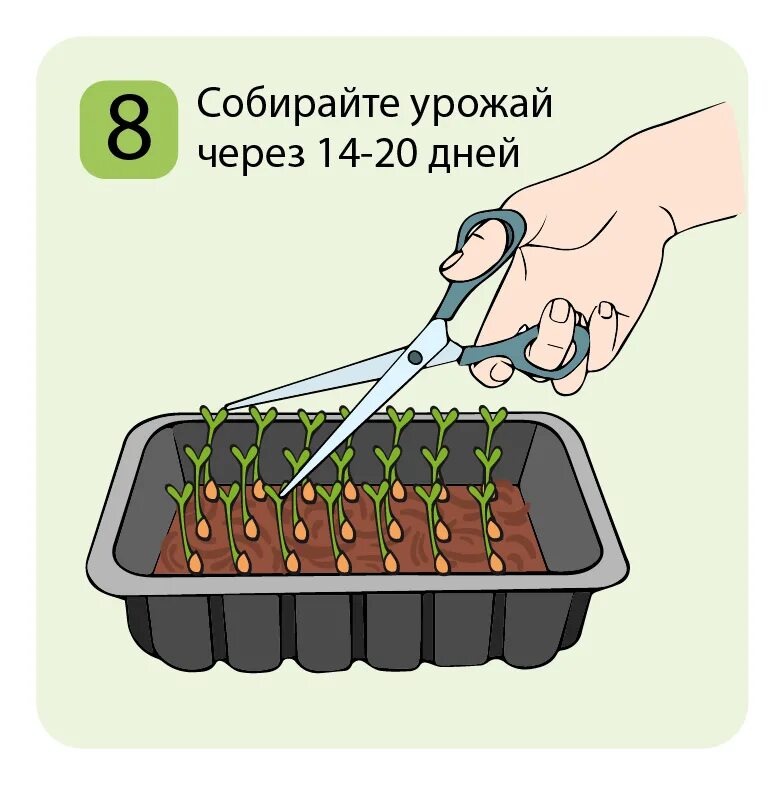 Инструкция по выращиванию микрозелени. Схема выращивания микрозелени. набор семян для микрозелени. посев схема микрозелени. микрозелень схема.
