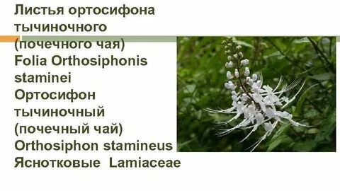 Почечный лист