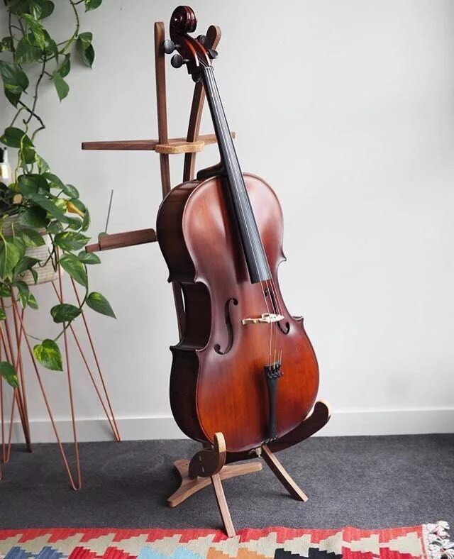 Скрипка и гитара. Виолоне музыкальный инструмент. Гитара и виолончель. Виолончель музыкальный инструмент. Арпеджионе музыкальный инструмент.