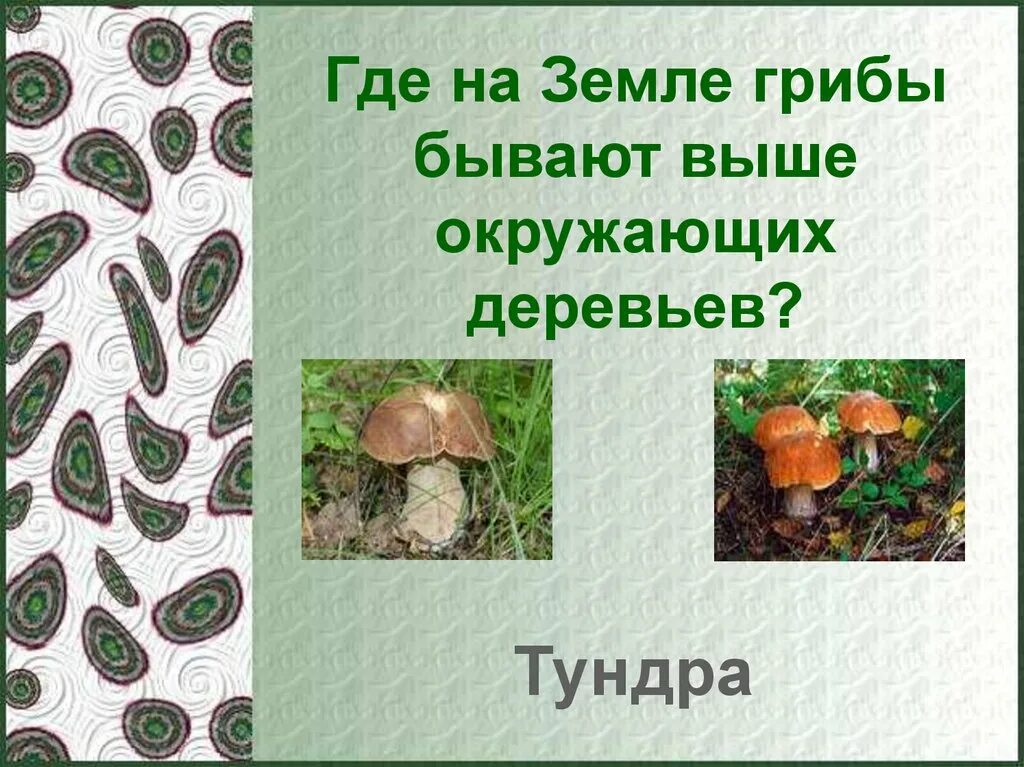 Где на земле грибы бывают выше деревьев. Грибы выше деревьев. где грибы выше деревьев. грибы бывают выше деревьев. тундра грибы выше деревьев.