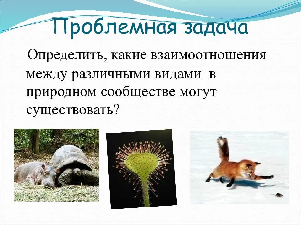 Отношения организмов в сообществе. Отношения организмов в сообществе 5 класс. Взаимоотношения видов в сообществах. Взаимоотношения организмов в природном сообществе
