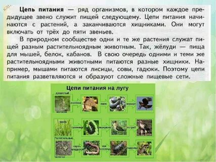 Сообщение о луге 5 класс биология