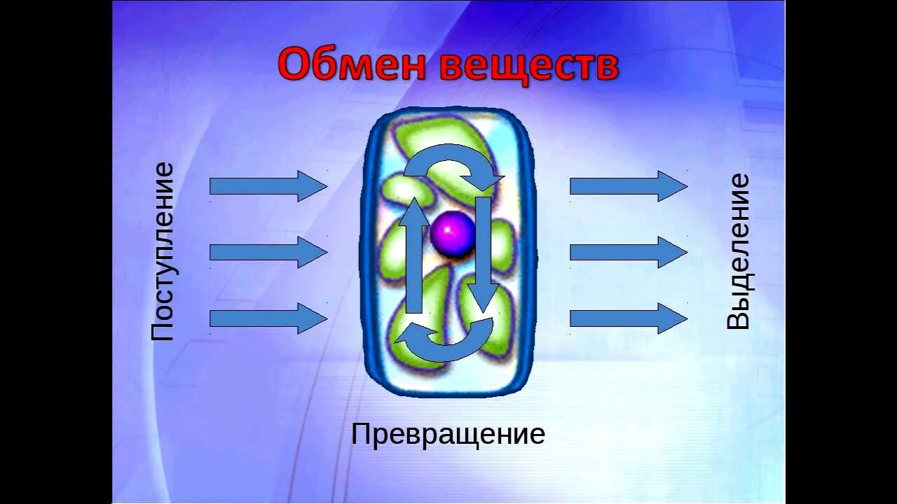 Растительная клетка обмен веществ. Метаболизм растительной клетки. Обмен веществ в растительной клетке.