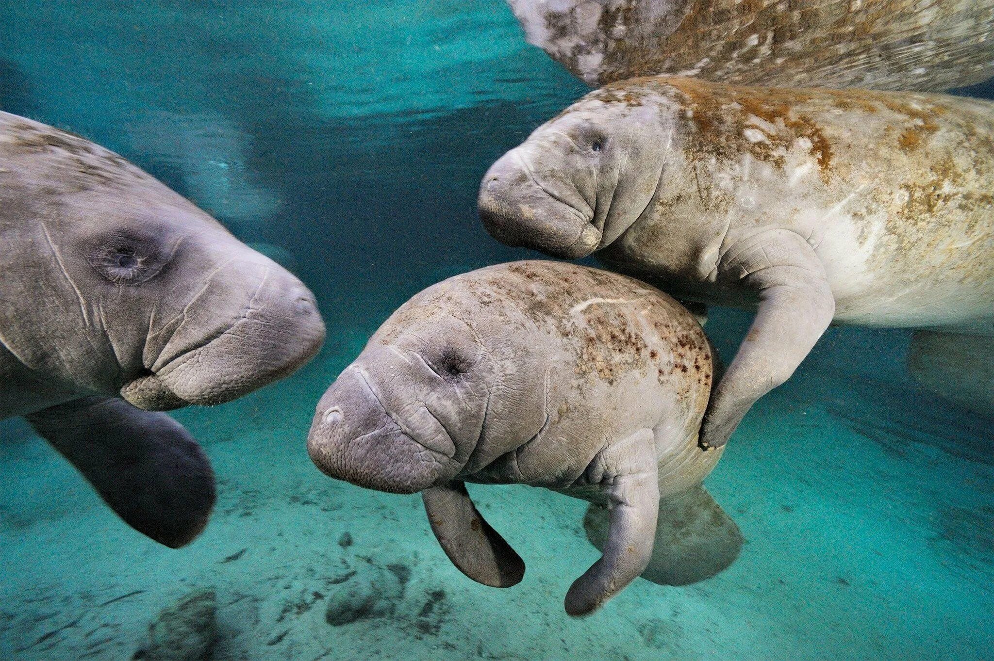 Морская корова 8 букв. Ламантин морская корова. Ламантин и Дюгонь. Дюгонь морская корова. Популяция ламантинов.