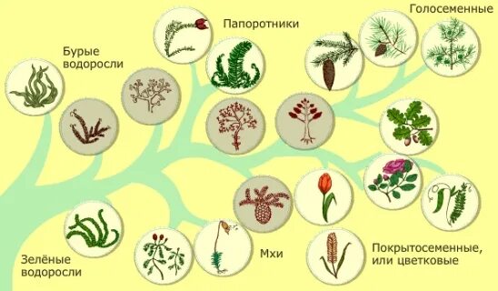 Эволюция одноклеточных водорослей. Схема происхождения высших растений. Древо эволюции растений. Схема происхождения высших растений 5. Эволюция. Растения.