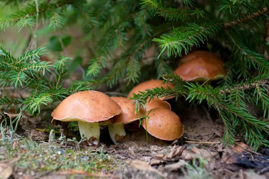 Грибы семейства маслят. Грибы маслята. Маслята полевые. Гриб рыжик хвойных лесов. Маслята в ельнике.