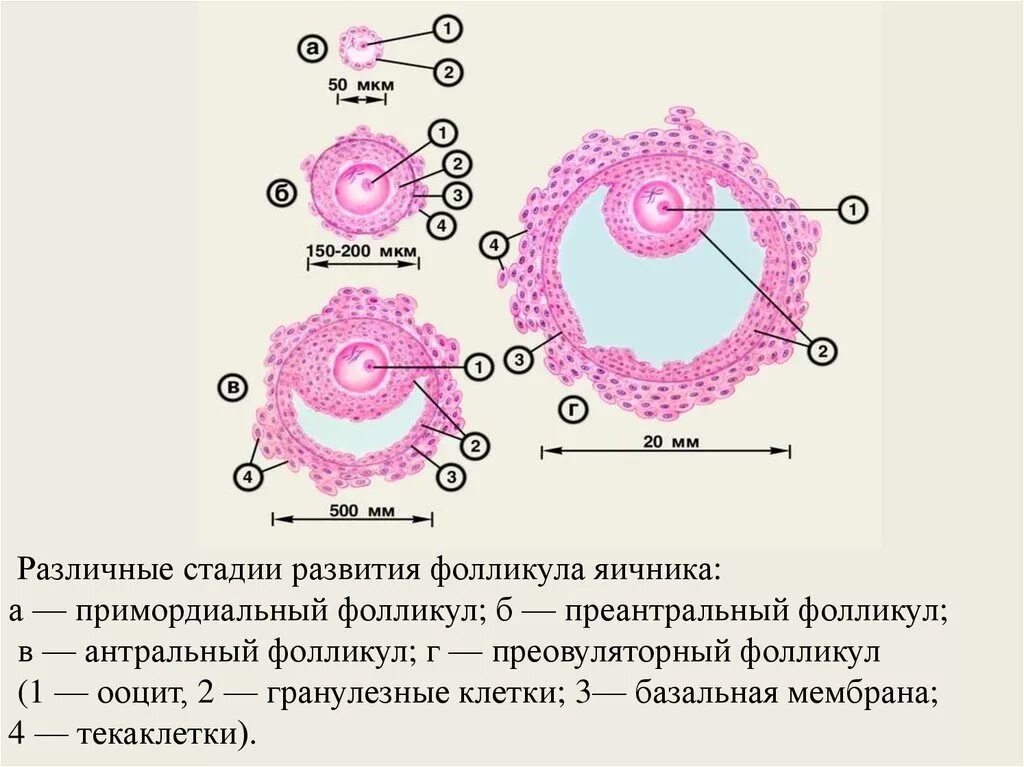 3 5 фолликулов в яичнике. Примордиальные фолликулы строение овоцита. Примордиальный преантральный фолликул. Примордиальный и первичный фолликул. Строение фолликула гистология.