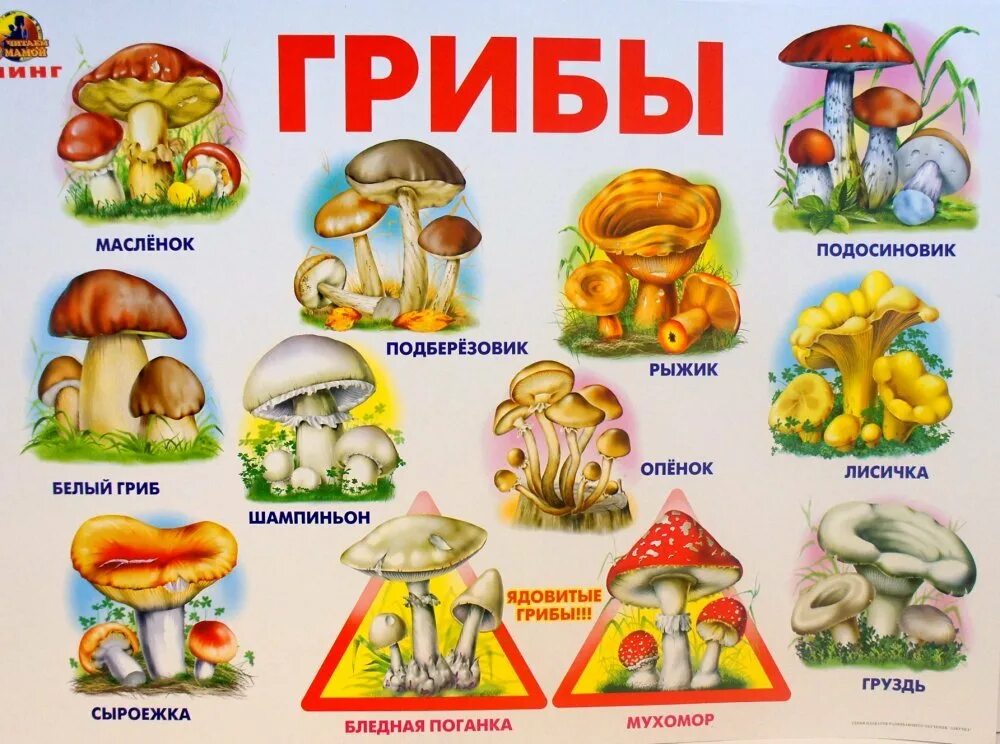 Собери слова грибы. Съедобные и несъедобные грибы для дошкольников. Карточки съедобные и несъедобные грибы для детей. Плакат грибы для детского сада съедобные несъедобные. Съедобные и несъедобные грибы для детей ДОУ.