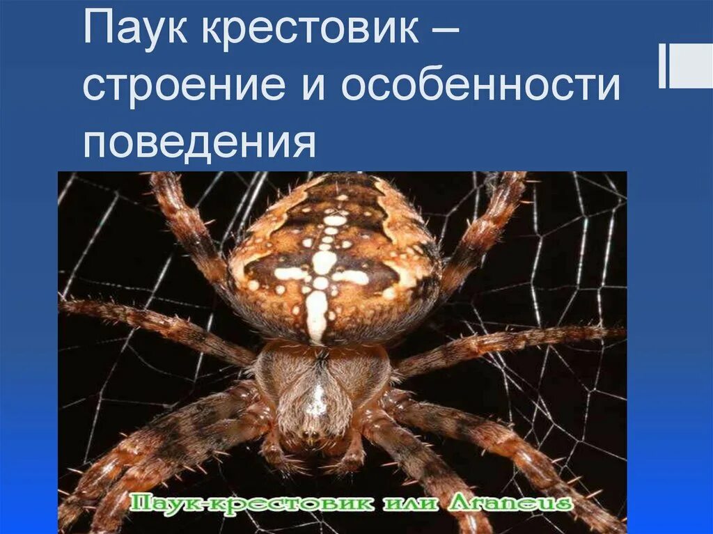 Среда обитания паукообразных. Строение паука крестовика. Структуры паука крестовика. Паук крестовик строение тела. Крестовик обыкновенный паук строение.