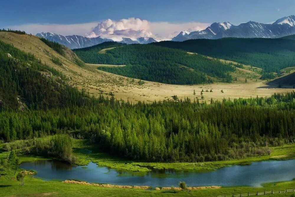 Природный алтай. Алтайский край горный Алтай. Природа горный Алтайского края. Алтай (Алтайский край, Республика Алтай). Горный Алтай природа летом.