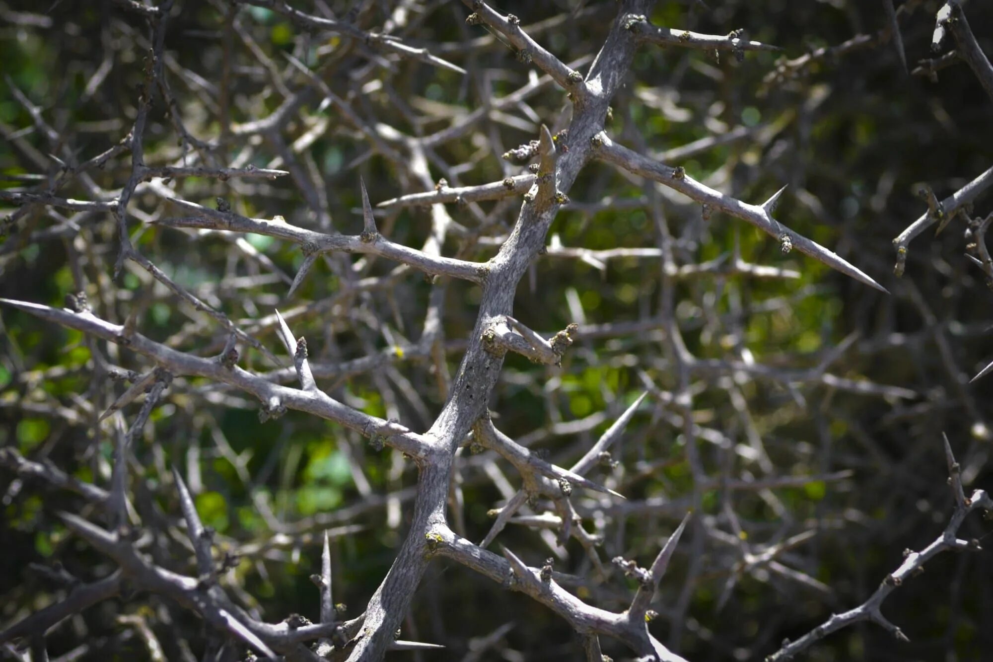 Protection thorns. Терновник куст с шипами. Колючки шиповника. Терновый венец. Protection thorns.
