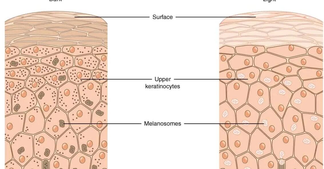 Пигмент кожи меланин находится. Меланоциты эпидермиса кожи. Клетки меланоциты в коже. Меланоциты строение клетки.