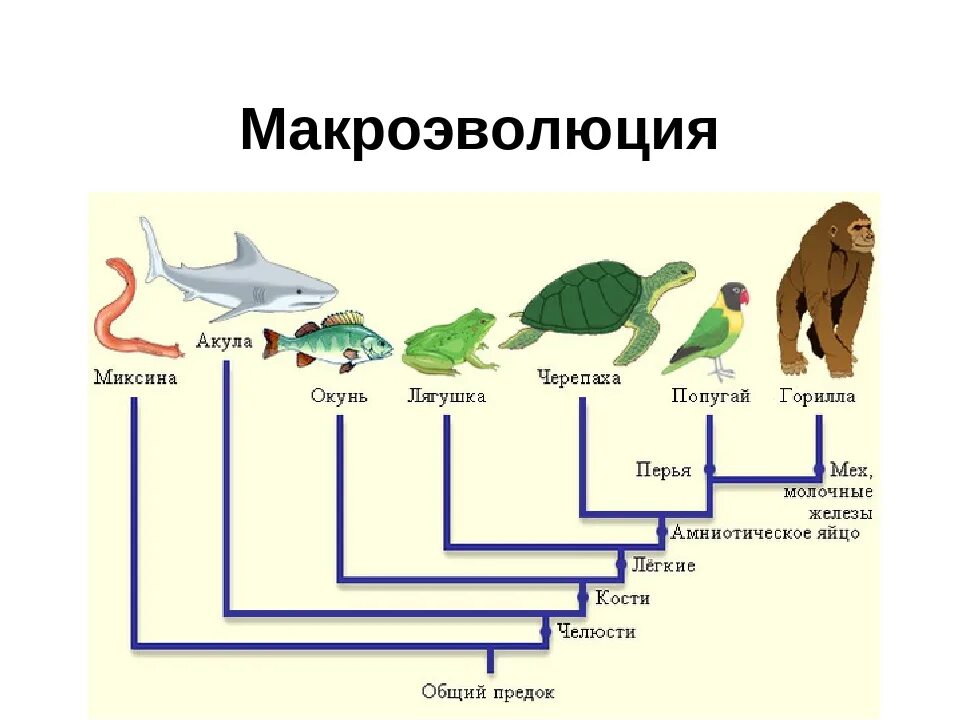 Происходящих от одного общего предка