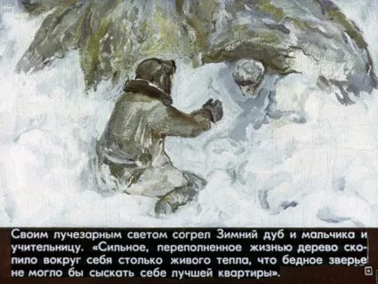 Нагибин зимний дуб