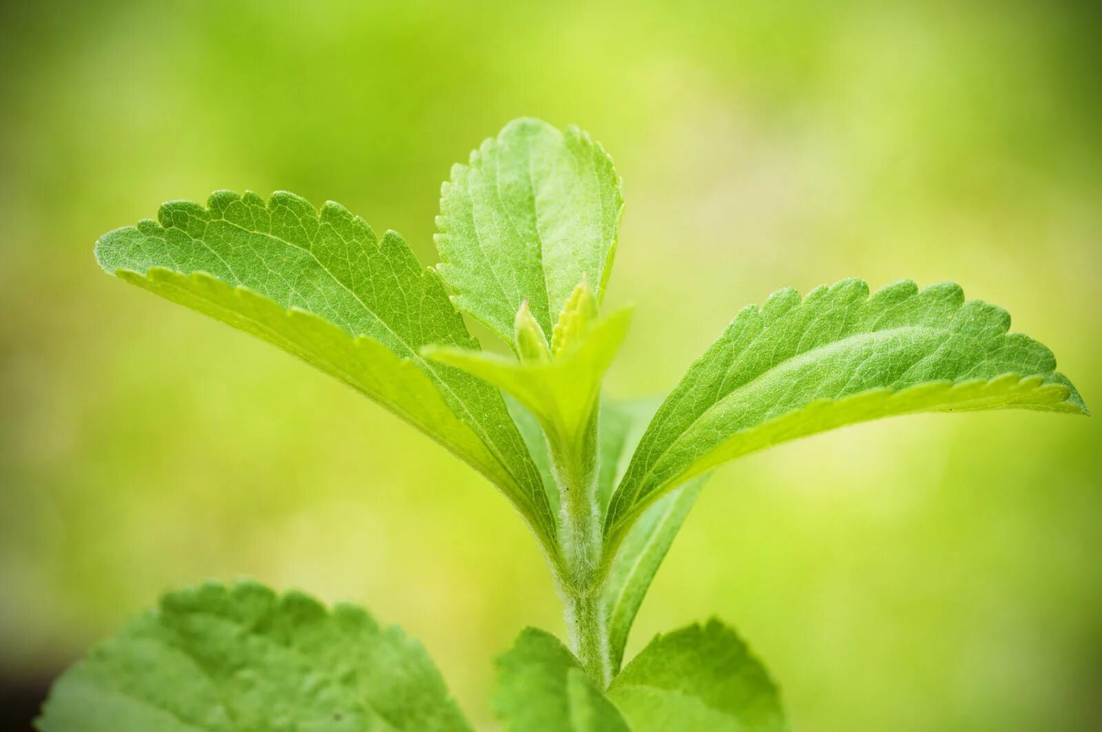 Какие листья сладкие. Stevia rebaudiana Bertoni. Стевия медовая. Стевия морфология. Стевия листья природа.