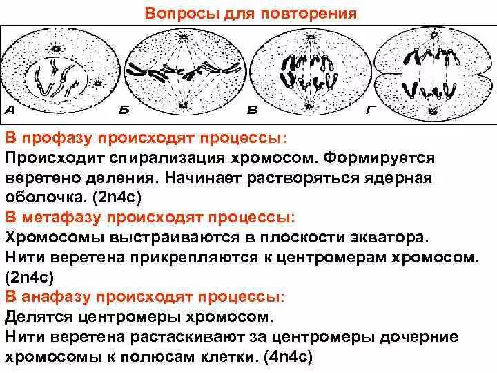 Спирализация хромосом происходит в какой фазе. Профаза спирализация хромосом. спирализация хромосом митоз. спирализация хромосом происходит в. начало формирования веретена деления.