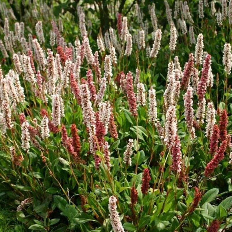 Горец отзывы. Горец родственный darjeeling red. горец родственный (polygonum affine `donald lowndes`). горец родственный (polygonum affine `daijeerling red`). горец родственный суперба.