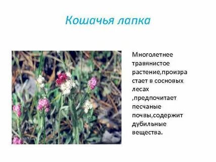 Рецепт кошачьи лапки