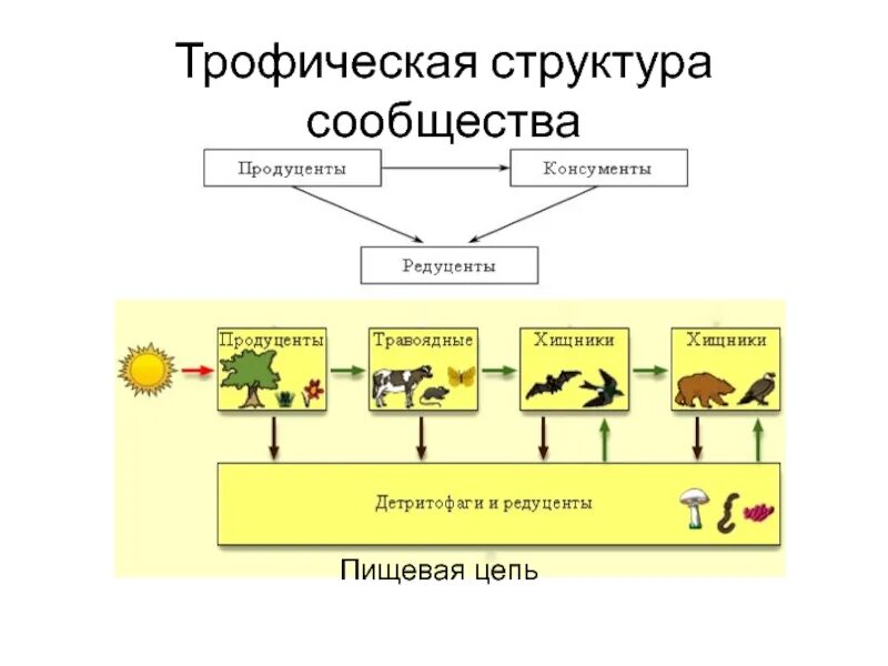 Трофическая структура схема. Пищевые цепи трофическая структура биогеоценоза. Структура сообщества биология схема. Трофическая структура пищевая цепь.