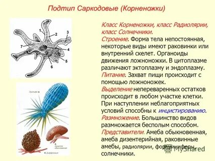 Характеристика простейших 7 класс