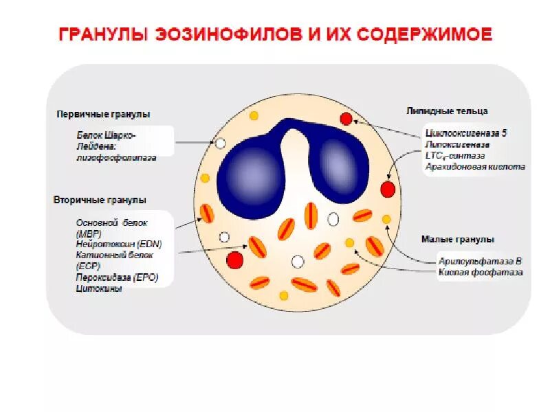 Специфические гранулы содержат. Гранулы эозинофилов. гранулы эозинофилы содержит. эозинофильные гранулы специфические. эозинофилы содержимое гранул.