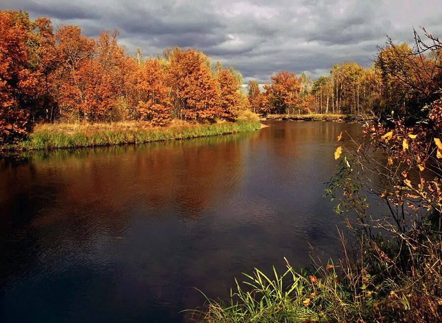 рязань брыкин бор зубры. брыкин бор рязань заповедник. заповедник рязань. зубры в рязанской области окском заповеднике. окский заповедник рязань.
