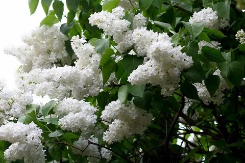 Сирень как невеста стояла вся в белом