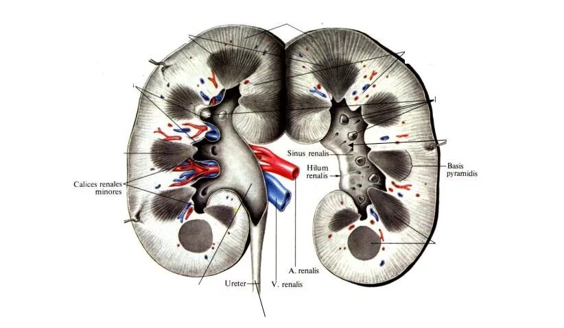Лоханка латынь. Почечная лоханка строение анатомия. Строение почки продольный разрез. Почка в продольном разрезе рисунок. Сегменты почки анатомия Синельников.