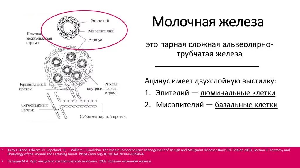 Тип молочных желез с что значит. Молочная железа строение гистология. строение молочной железы эпителий. строение ацинуса молочной железы. гистологическое строение молочной железы.