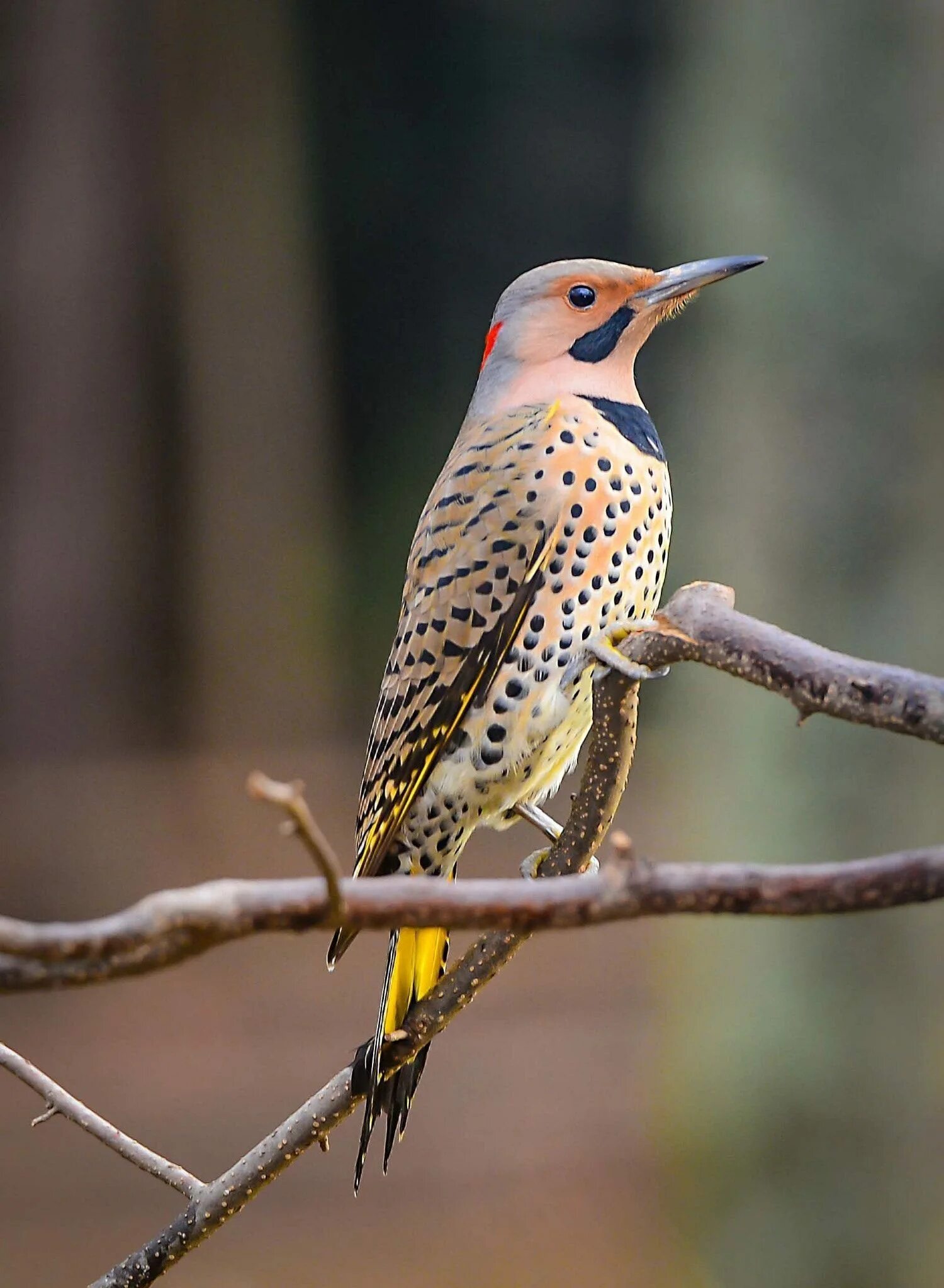 Птица с пестрым оперением. Золотой шилоклювый дятел. Northern Flicker птица. Галман птица. Ширококлювый золотистый дятел.