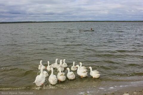 Белых курганская область