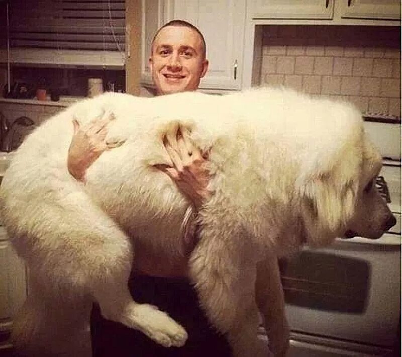 Огромный держаться. Самые большие и пушистые собаки. Огромная толстая собака.