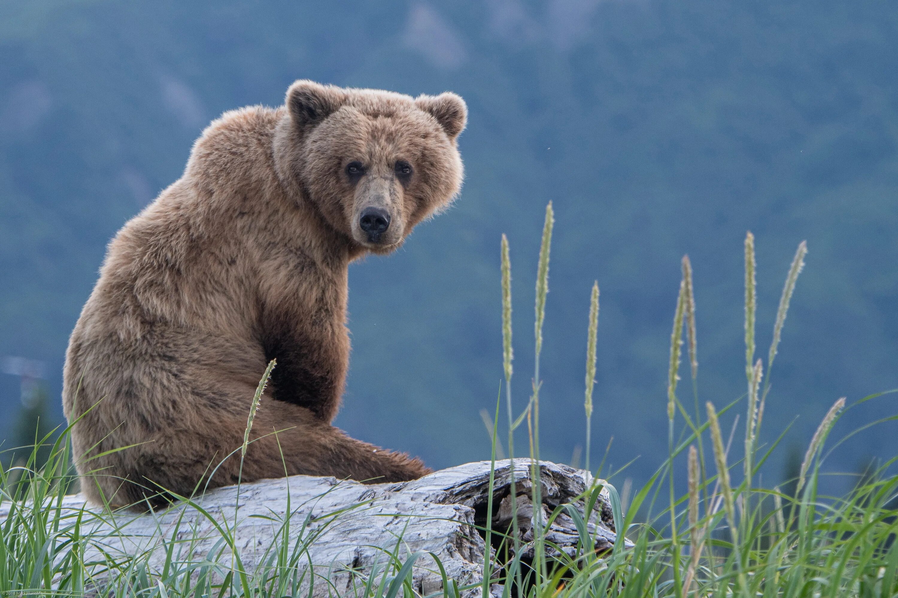 медведь сидит картинки. медведь сидит картинки. медведь. бурый медведь. бурый медведь (лат.