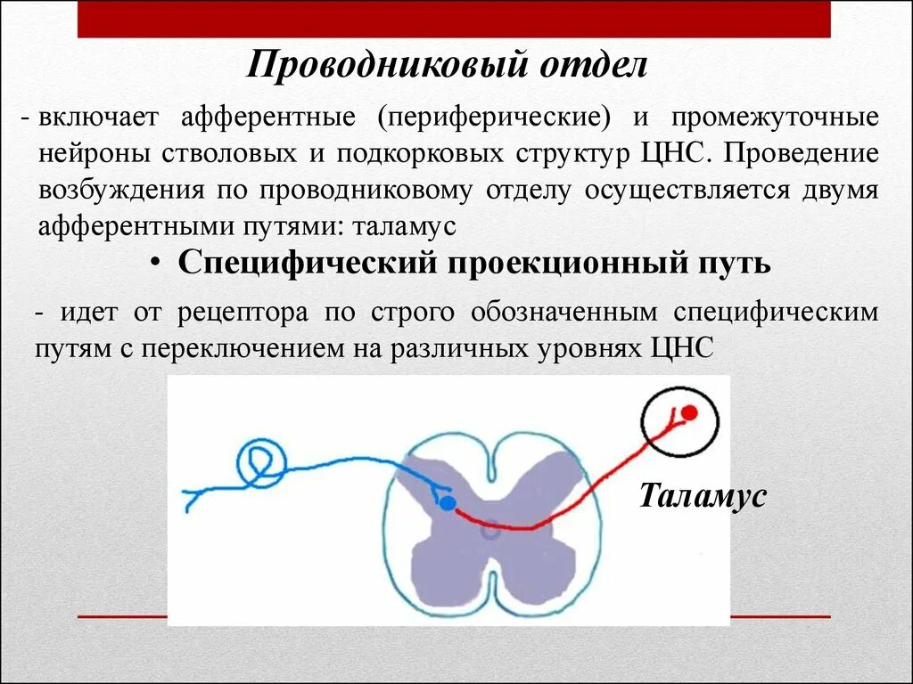 Проводниковым звеном зрительного анализатора является. Проводниковый отдел анализатора представлен. Проводниковый отдел сенсорной системы. Проводниковый отдел зрительного. Проводниковый и корковый отделы зрительной сенсорной системы..