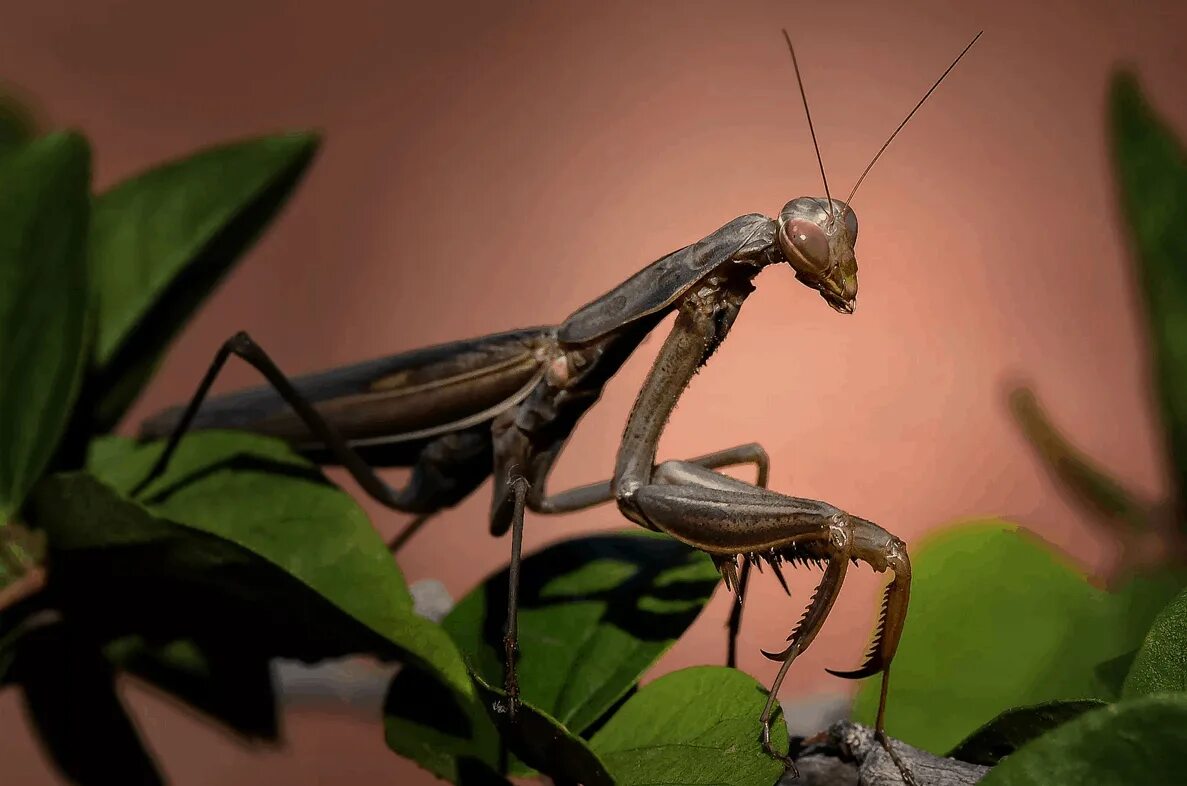 Три богомола. Земляной богомол. Жук богомол. Земляной богомол (Geomantis Larvoides). Чёрный Мантис богомол.