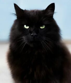 Черный сибирский кот