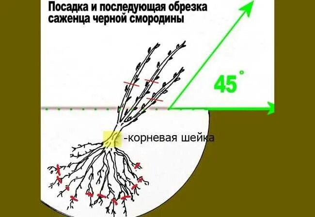 Как сохранить смородину до посадки. Схема посадки смородины черной. Пересадка смородины. Диаметр корневой системы смородины. Посадка черной смородины весной.