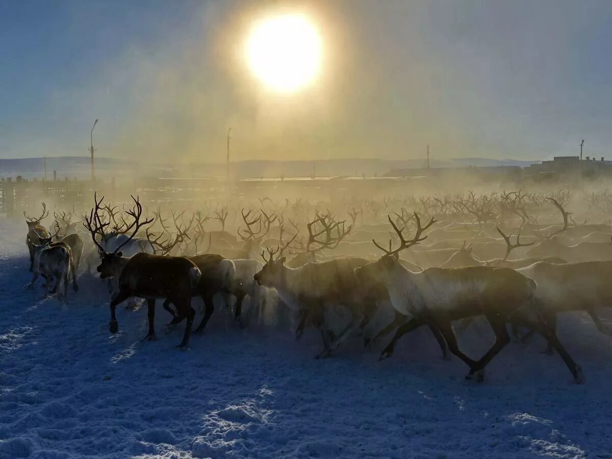 Тундра полярный круг. Воркута тундра оленеводы. стада оленеводы ловозеро. полярный круг и тундра. оленеводы в тундре.