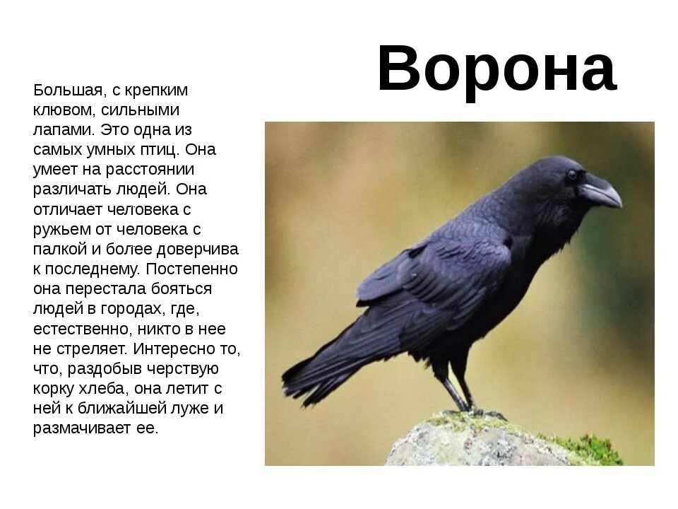 Рассказ о вороне. Рассказ о вороне. Интересные факты о вороне. Сообщение о вороне. Описание вороны.