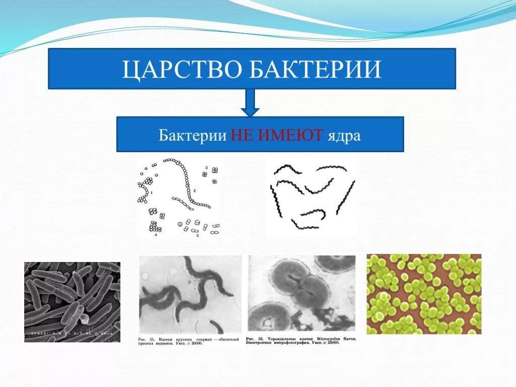 Три примера царства бактерий. Царство бактерий 3 класс. Биология 5 класс царство бактерий рисунок. Представители бактерий. Представители царства бактерий.